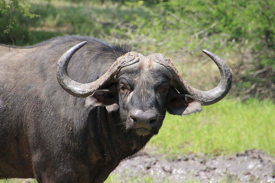 buffalo 2