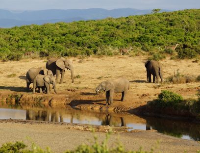 5 days Safari to Lake Manyara, Serengeti & Ngorongoro Crater
