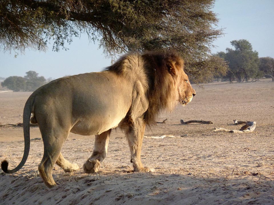 African Safari -- Tanzanian Safari with Safari Heroes